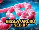 Ebola Virüsü Hakkında Bilgi