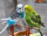 Muhabbet Kuşları Hakkında Bilmeniz Gereken Bilgiler
