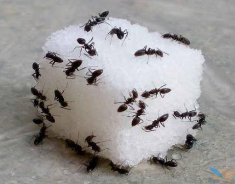 Evimizdeki Karıncalardan Nasıl Kurtuluruz?