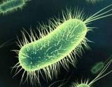 Bakteriler Hakknda Bilgi ve Bakterilerin zellikleri