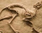 Paleontoloji ve Paleontologlarn alma Alanlar
