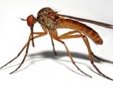 Sivrisinekler Hakknda Bilgi