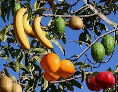 Meyve Aalar Hakknda Bilgiler